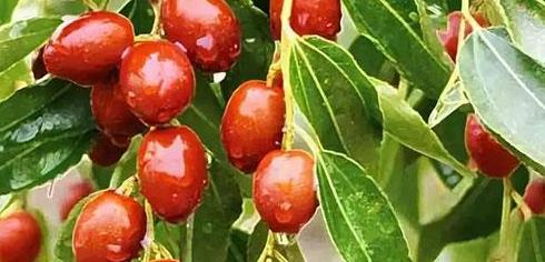 四季養(yǎng)生之適合春季養(yǎng)生吃的四大水果
